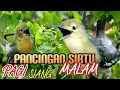 Download Lagu 100% Ampuh membakar emosi sirtu/Cipoh malas bunyi agar cepat bunyi dan cepat gacor