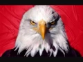 Eagle Sound Effect