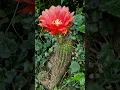 Flower Update: Vatteri Orange #cactus #flowers #nature #gardening #cactusjerk