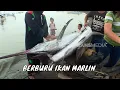 Download Lagu Berburu Strike Ikan Marlin di Perairan Banyuwangi | MANCING MANIA STRIKE BACK (12/05/25) P2