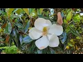 City of Norcross Thrasher Park Walking Tour