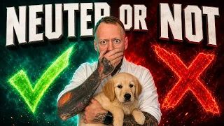 Does Neutering Your Dog Help