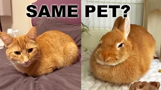 Why Cats And Rabbits Are Secretly The Exact Same Pet