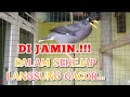 Lagu JALAK KERBAU GACOR || Coba untuk pancingan pagi, sore dan malam hari
