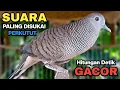 Perkutut Lokal Gacor Suara Paling Ampuh Untuk Pancingan Burung Perkutut Agar Bunyi.