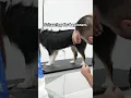 Scissoring for beginner dog groomers