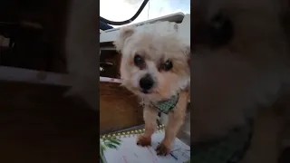 Offshore Sailing to Long Island Bahamas, with Soundtrack #sailing #shorts #thefosterjourney #ocean