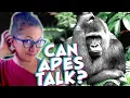 The Bizarre Truth About Ape Sign Language