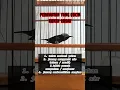 Download Lagu perawatan burung kolibri ninja yang bikin rusak #birds #konin #kolibri #perawatanburung