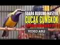 Download Lagu Suara Burung Cucak Cungkok Tajam Speed Rapat - Master Murai Batu