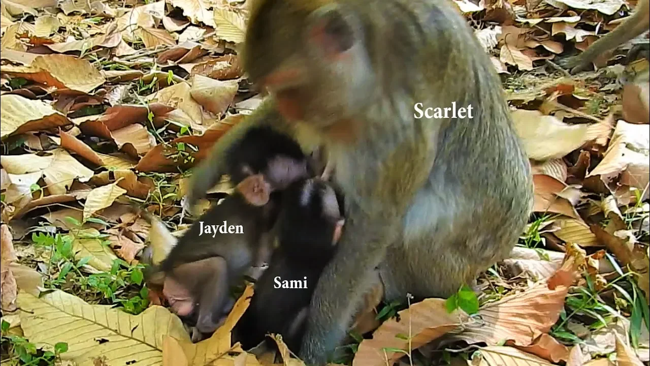 Baby Jayden Lose mom | She confuses breasting milk Scarlet but Scarlet reject milk her