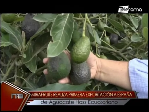 Mirafruits realiza primera exportación a España de aguacate Hass Ecuatoriano