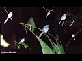 Download Lagu DAPAT BANYAK BURUNG SELENDANG BIRU ||NGEBOLANG DI MALAM HARI