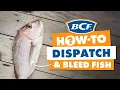 Dispatching Bleeding Fish - Ikejime Method