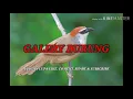 Download Lagu Suara pikat semua burung kecil Part #18