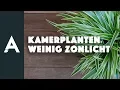 Download Lagu Welke kamerplanten overleven in een donker hoekje? I Een groener thuis! #67 I Angelo Dorny