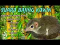 Download Lagu bajing kawin suara ini cocok buat masteran