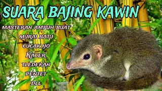 bajing kawin suara ini cocok buat masteran