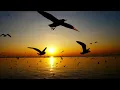 Download Lagu Xin Dạy Con Thứ Tha