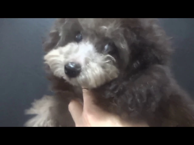 動画
