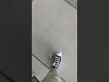 Download Lagu Beer can crushing in brand new converse platform chuckies