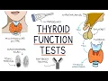 Understanding Thyroid Function Tests