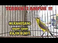 Download Lagu SOGON IJOAN NGRIWIK BELAJAR BUNYI AMPUH UNTUK PANCINGAN SOGON IJOAN AGAR RAJIN BUNYI #sogonijoan