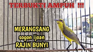 sogon ijoan ngriwik belajar bunyi ampuh untuk pancingan sogon ijoan agar rajin bunyi sogonijoan