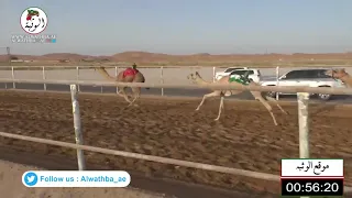 الشوط 6 منذر لـ حمد محمد حمد راعي قحير الدرعي 2 15 96 شارة الصندوق 2021 6 11 الرقيعات فطامين 