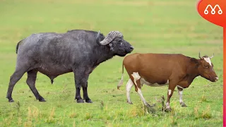 BUFFALO AND COW CROSS