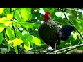 Download Lagu suara ayam hutan betina - Suara panggilan jantan ayam hutan abu-abu (Gallus sonneratii)