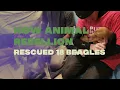 Download Lagu How ANIMAL REBELLION rescued 18 Beagles