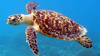 Facts The Hawksbill Sea Turtle