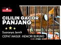 Download Lagu 🔴 Cililin gacor panjang ngerol cocok masteran murai suara jernih ‼️