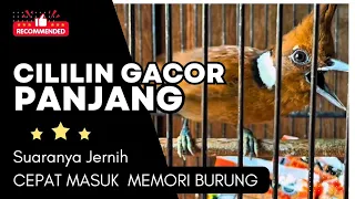  cililin gacor panjang ngerol cocok masteran murai suara jernih 