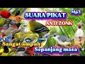 Download Lagu SUARA PIKAT INI SANGAT AMPUHH SEKALI PUTAR LANGSUNG DATENG ANTI ZONK MP3 JERNIH
