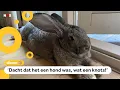 Download Lagu Mega-konijn Guus populair in de buurt én op Instagram 🐰