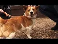 Adopt Don t Shop The amazing work done by the DSPCA