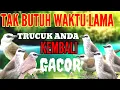 Lagu Terapi trucukan agar cepat gacor || pagi siang malam jadi ngeplong