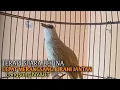 Download Lagu Trucuk BETINA memanggil Jantan Suara Birahi Ngecuplik 100% pancingan trucukan gacor agar BUNYI EMOSI