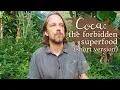 Coca The Forbidden Superfood