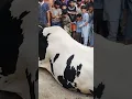 Download Lagu Eid UL Adha Qurbani OF Big Cow #karachi $#animals #viral #cow #k1tvurdu