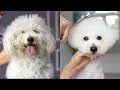 MATTED POODLE GROOMING Complete shave down