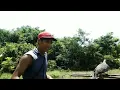 Download Lagu Cara membuat jebakan burung tekukur dengan mudah bahan seadanya.