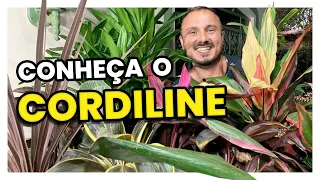 CORDILINE | Conheça e aprenda como cultivar