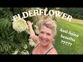 Download Lagu How to Make Anti aging Elderflower Oil and Elderflower Honey