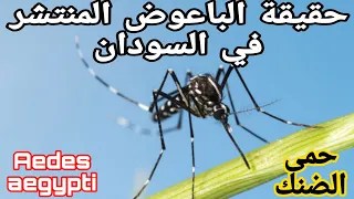 حقيقة الباعوض المنتشر في السودان Aedes Aegypti حمى الضنك 