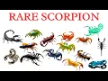 Lagu Rare SCORPION Species You Won't Believe Exist | #animals #scorpion