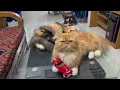 Cherry and Kitty now agree to play with the car😻#cat #car #viral #trending #love #best #funny #pets 