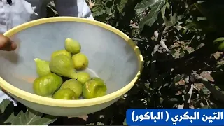 تعرف بنفسك على الفرق بين  التين البكري  الباكور  والتين الصيفي  الكرموس     معلومات عن شجرة التين دندنها